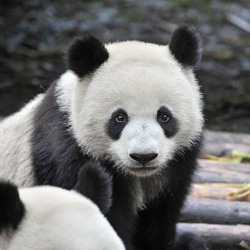 Closeup of panda bear