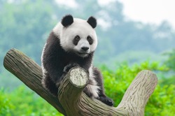 Panda bear sitting in tree