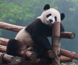 Cute panda bear posing for camera