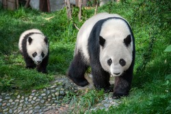 Mother panda walking with panda cub