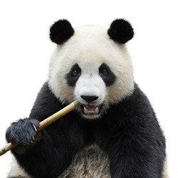 Closeup of giant panda bear isolated on white background