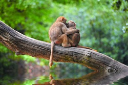 Cute monkeys embracing on tree