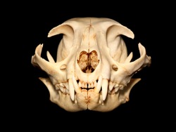 Cat skull (Felis silvestris catus).