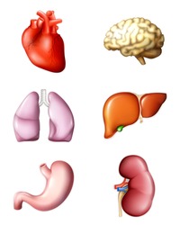Internal human organs, vector icons set