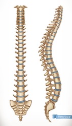 Spine structure. Front and side view. Human skeleton, medicine. 3d vector icon