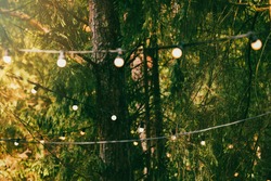 party string lights hanging on the tree branches in forest. event decoration
