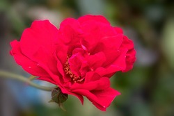 Flower of Rosa 'Raymond Chenault' in a garden in summer