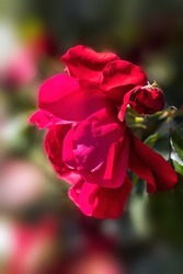 Closeup of flowers of Rosa 'Raymond Chenault' in a Rose garden in summer