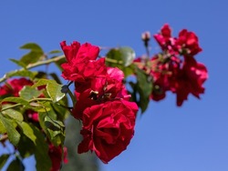 Closeup of flowers of Rosa 'Raymond Chenault' against a blue sky