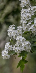 Upright panorama of flowers of Hawthorn tree (Crataegus monogyna) in a park in Spring