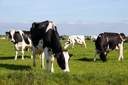 Black and white Holstein Friesian cattle cows grazing on farmland.