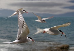 Arctic Terns returning to their mates with food for their chicks.