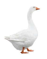 Single white goose isolated on white background