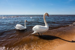 Two white swans on the Baltic Sea, Latvia