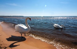 Two white swans on the Baltic Sea, Latvia
