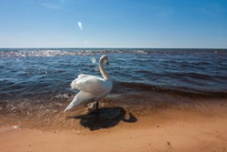 White swan on the Baltic Sea, Latvia