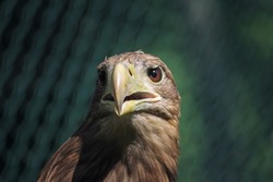 Eagle. Eagle head close up. Hawkeye look.