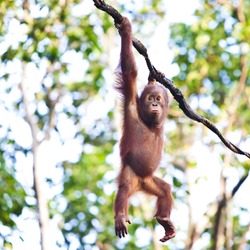 Young orangutan hanging on vine