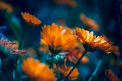 Detail of a beautiful orange flower in a flower field in the summer