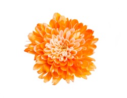 Orange flower isolated on white background