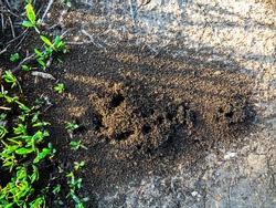 Earth ants (Lasius) the entrance to anthill from beautiful heaps of dirt on ground
