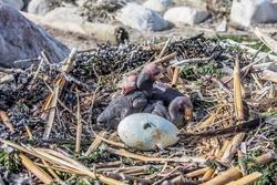 Egg and chicks of Great Cormorant in nest. The process of hatching Chicks in egg. Thus two stages of offspring development are shown