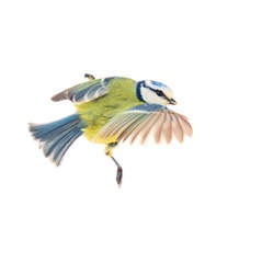 Blue Titmouse (Parus caeruleus) in flight. Isolated on a white background, close up