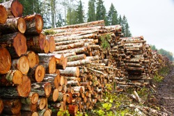 Stacks of logs of birch (woodpile, stacking of round wood). Timber industry. Log yard. Autumn tree-felling
