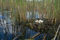 Bird's Nest Guide. Nidology. Slavonian grebe (Podiceps auritus) floating nest in reed beds of southern eutrophic lake with abundance of common reed (Phragmites australis)