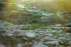 Plant prosperity due to seashore colony of birds in Arctic cold desert. Chickweed (Cerastium arcticum) fields of flowering plants unde rookery at Franz Joseph Land