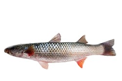 Red-finned mullet (Mugil soiuy, Redlip mullet (Liza haematocheilus)). This fish lives in Eurasia. Acclimatization and breeding facility. Isolated on white