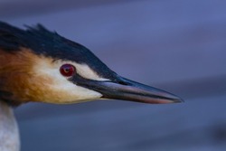 Great-crested grebe (Podiceps cristatus) portrait. Pay attention to the sharpness and power of the bird's beak. The beak acts as a throwing spear when hunting fish