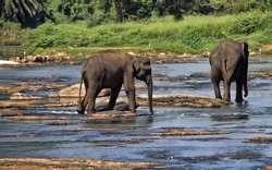 Wild Asian elephant herd came to drink at the river (winter dry season), watering place. Indian elephant (Elephas maximus) in Sri Lanka rainforest