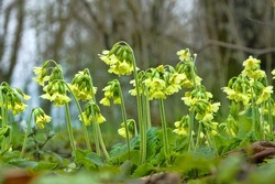 Early bloomers (primroses) of northern European forests. Cowslip paigle (Primula macrocalix) in park forest (wood-meadow)