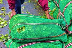Collecting tea. Fresh green Ceylon tea is packed in bags for transportation to the tea-processing facility. Sri Lanka tea plantations