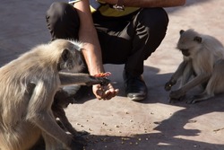From the life of Langur monkeys (Black-shanked douc (Semnopithecus hypoleucos)). A pilgrim feeds a sacred monkey with his hand. People traditions of feeding wild animals