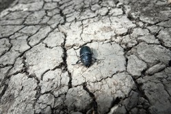 Anhydrous dry cracked earth and a dead black bug. The concept of drought and animal extinction in modern disturbed nature