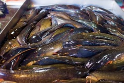 Thai fish market. Fresh catfish