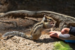 Animals in the wood (trustfulness). Siberian chipmunk (Tamias sibiricus) lives in the taiga, has never seen people and takes food from human hands