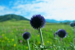 Globe thistle (Echinops setifer) in meadows in the foothills of Altai, forb step