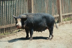 She-hog. Ukrainian steppe pock-marked breed of pigs. Based on the Ukrainian white breed of rough build