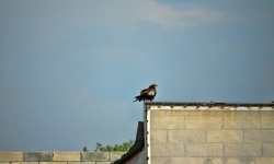 The Black kite (Milvus migrans) as a synanthropic bird of prey and scavenger inhabits the suburbs, stress tolerant species. A bird waiting for cattle waste near a slaughterhouse