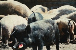 Swine husbandry. Ukrainian steppe pock-marked breed of pigs. Based on the Ukrainian white breed of rough build