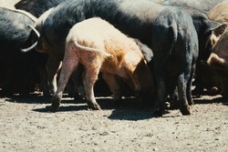 Swine husbandry. Ukrainian steppe pock-marked breed of pigs. Based on the Ukrainian white breed of rough build