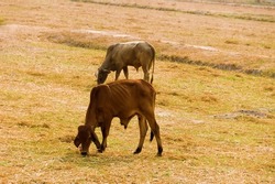 Thai long-eared zebu cattle. Thai farming and cattle breeding