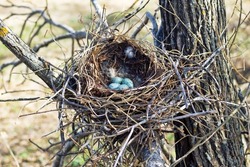Nidology, study of birds nest. Hooded crow (Corvus cornix) nest. Clutch of 4 eggs. Hatching tray is made of grass, bast and lined with muskrat and hare fur