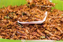 Exotic Asian food, insect-based food (protein nutrition). Thai ancient cuisine. Fried insects, Bombay locust