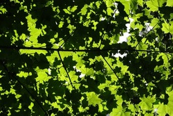 Inside the maple forest in the middle of summer, foliating. The photo is built on the contrast of sunspots and carved silhouettes of leafage, contrast pattern