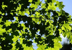 Inside the maple forest in the middle of summer, foliating. The photo is built on the contrast of sunspots and carved silhouettes of leafage, contrast pattern