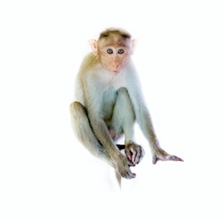 The monkey as mirror of human emotions: I am a good boy (honest eyes, quality Joe). Indian macaques lat Macaca radiata wild animal primates on white background, young monkey 